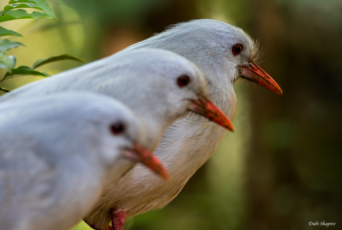 Kagu 