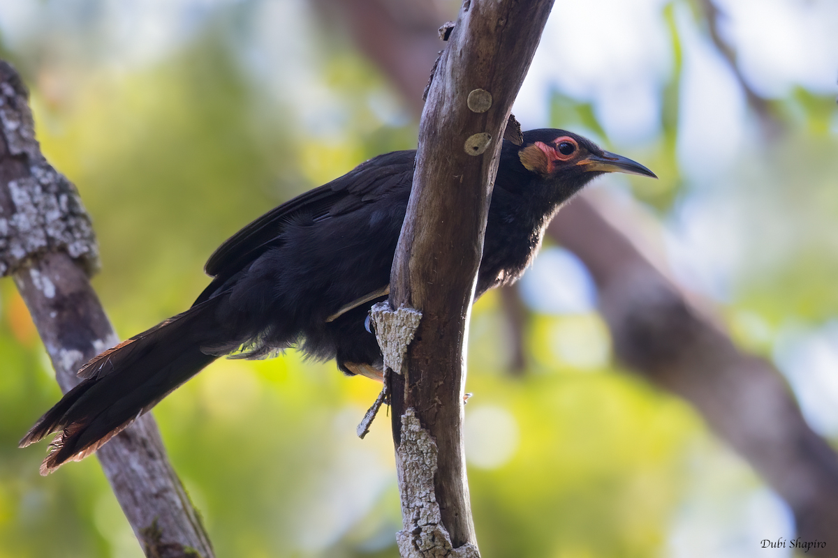 Crow Honeyeater (Honeyeaters)