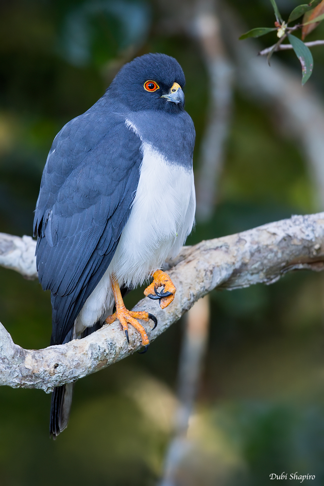 New Caledonian Goshawk (Hawks, Eagles, and Kites)