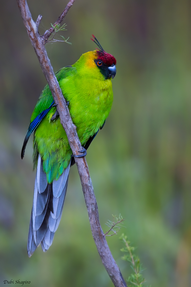 Horned Parakeet (Old World Parrots)