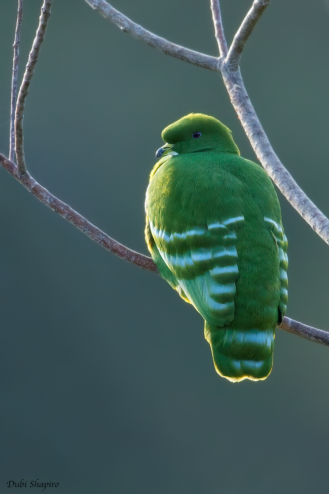 Cloven-feathered Dove