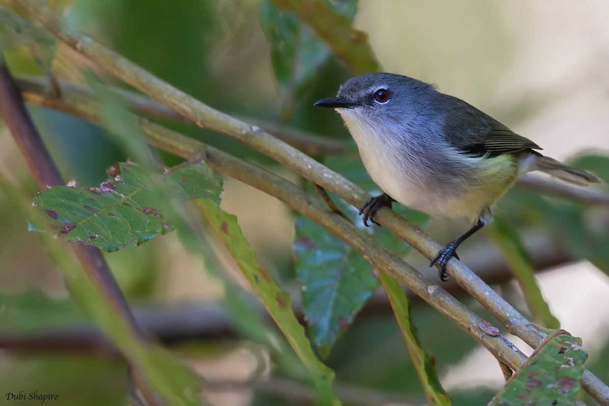 Fan-tailed Gerygone (Thornbills and Allies)