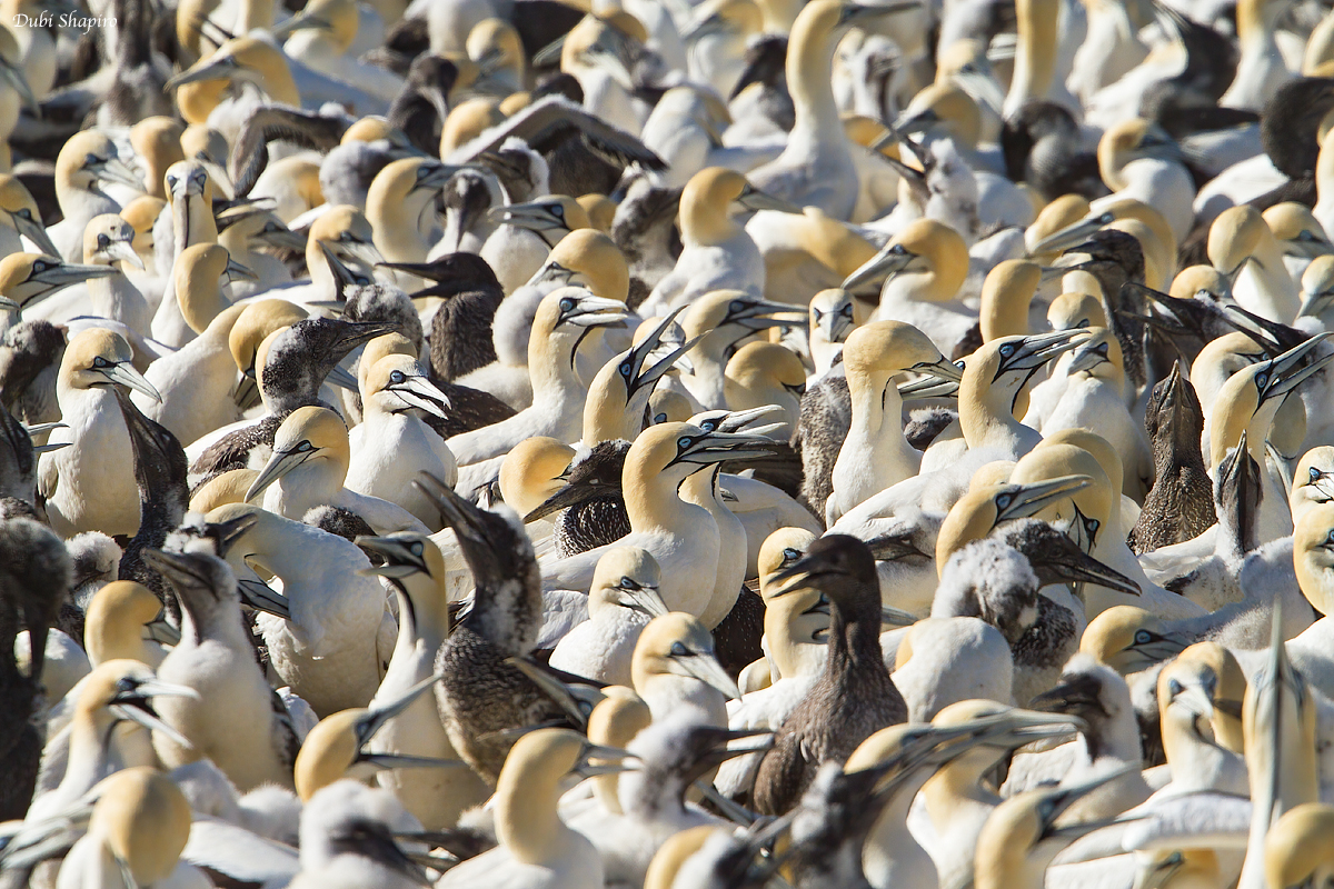 Cape Gannet 