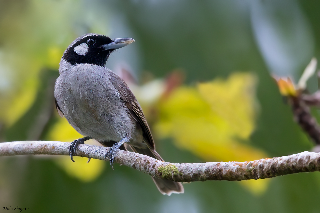 Black-throated Shrikebill 