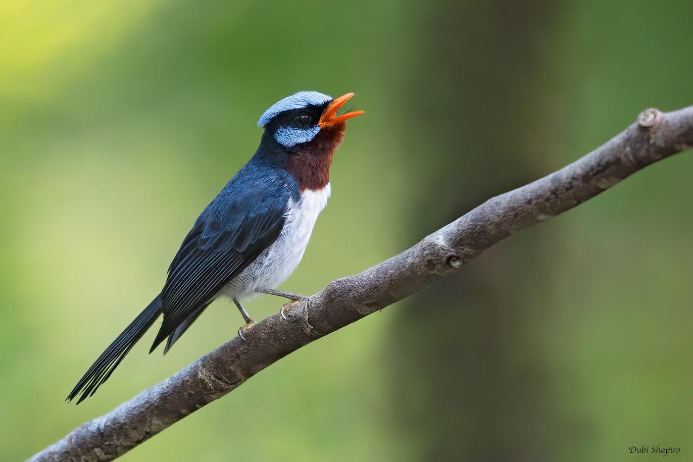 Azure-crested Flycatcher