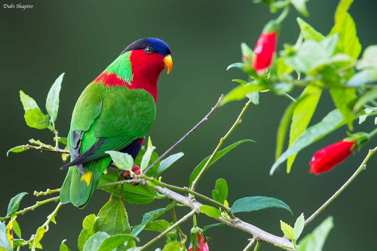 Collared Lory 