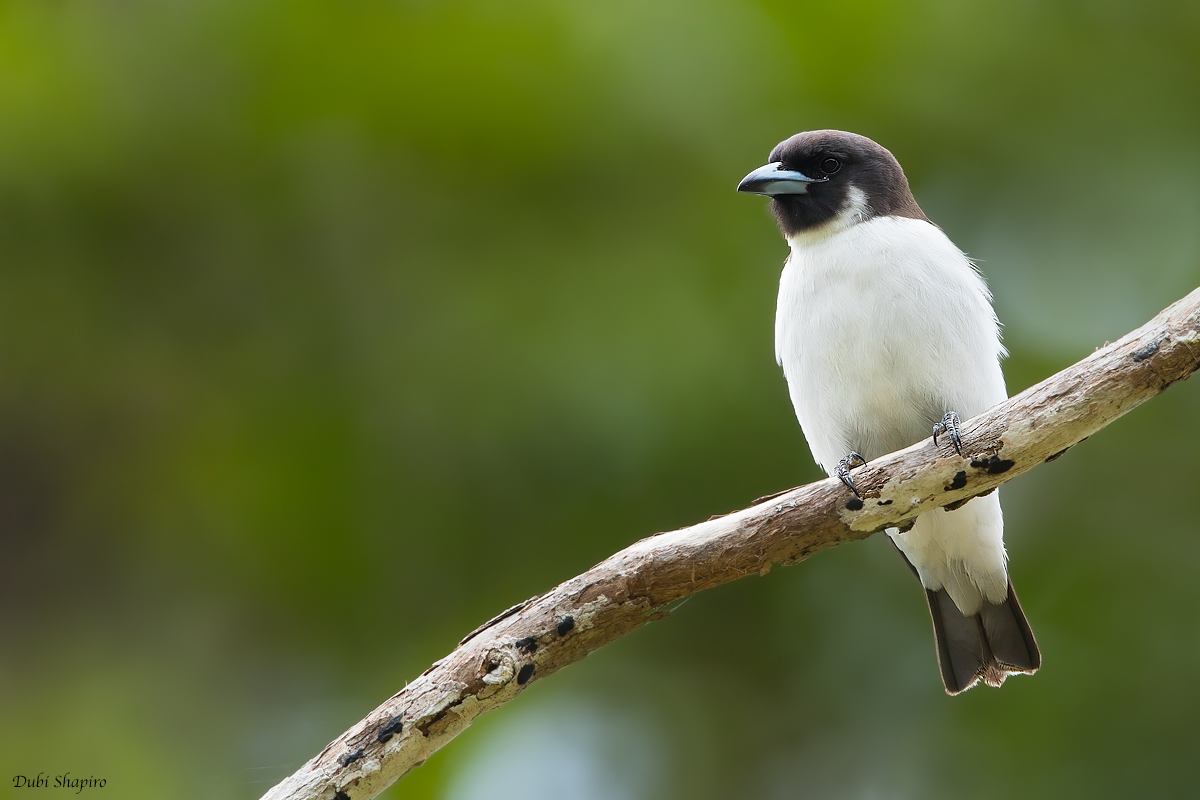 Fiji Woodswallow 