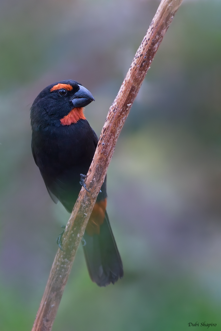 Greater Antillean Bullfinch 