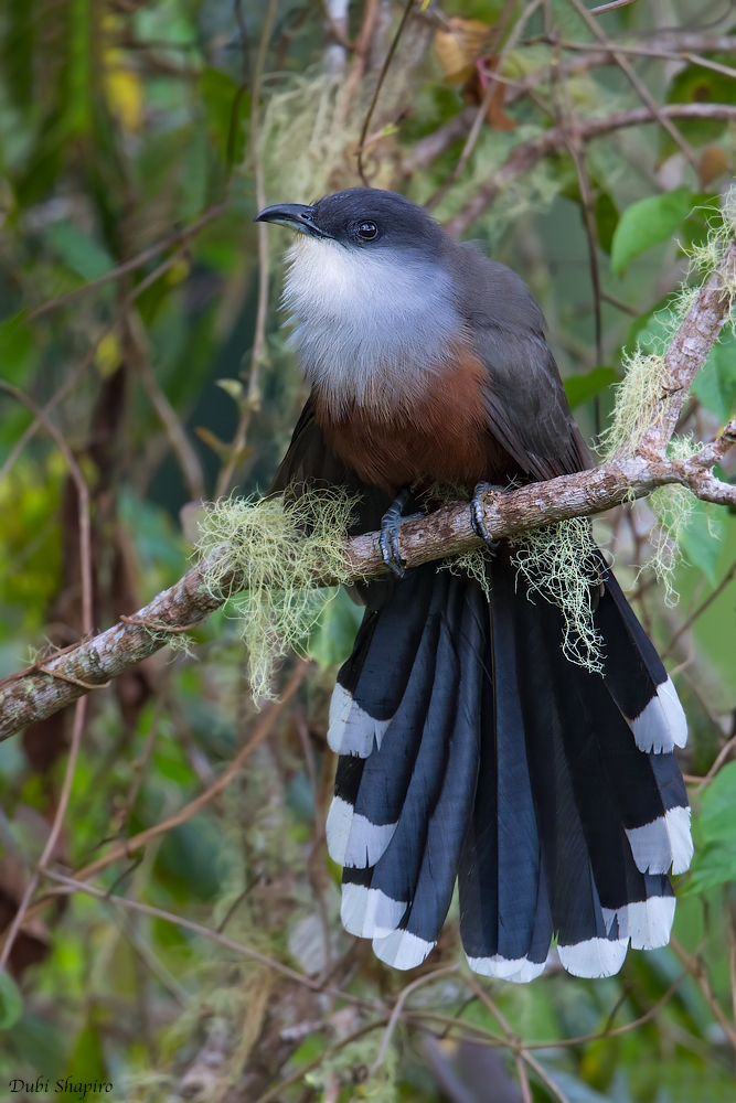 Chestnut-bellied Cuckoo