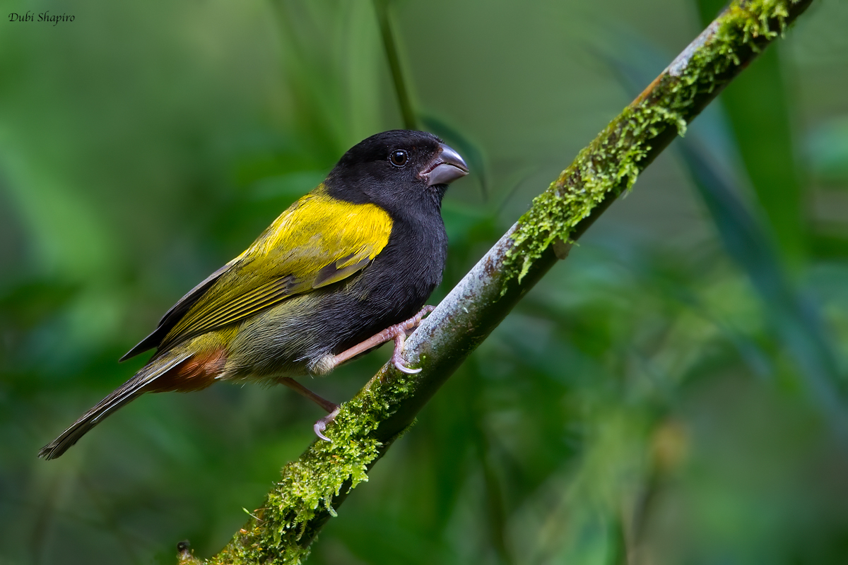 Yellow-shouldered Grassquit