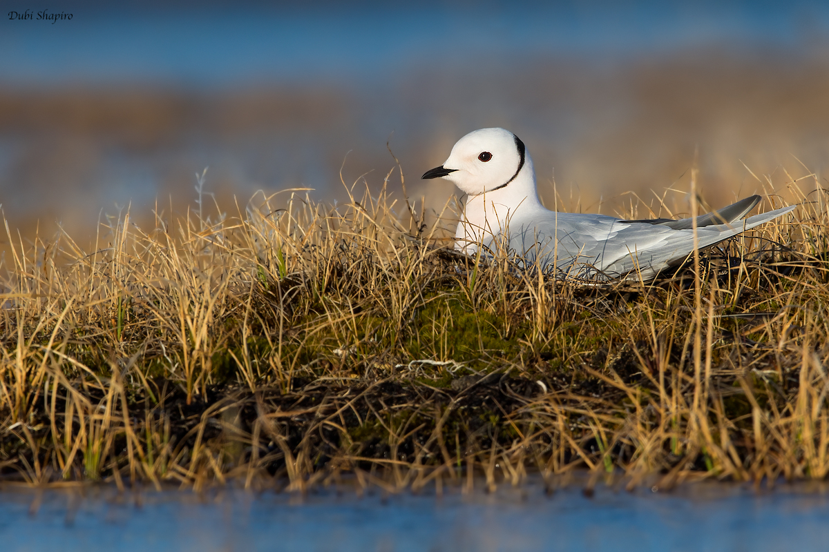 Rosss Gull 