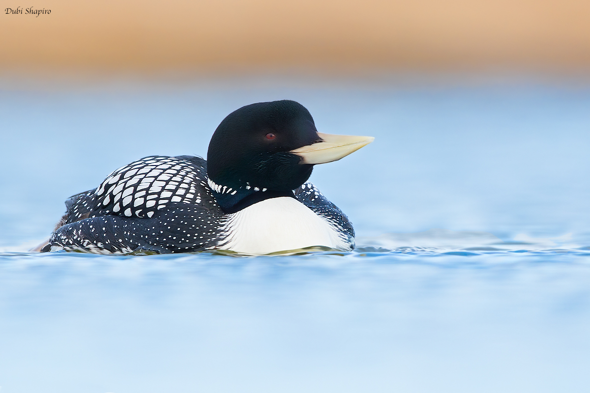 Yellow-billed Loon 