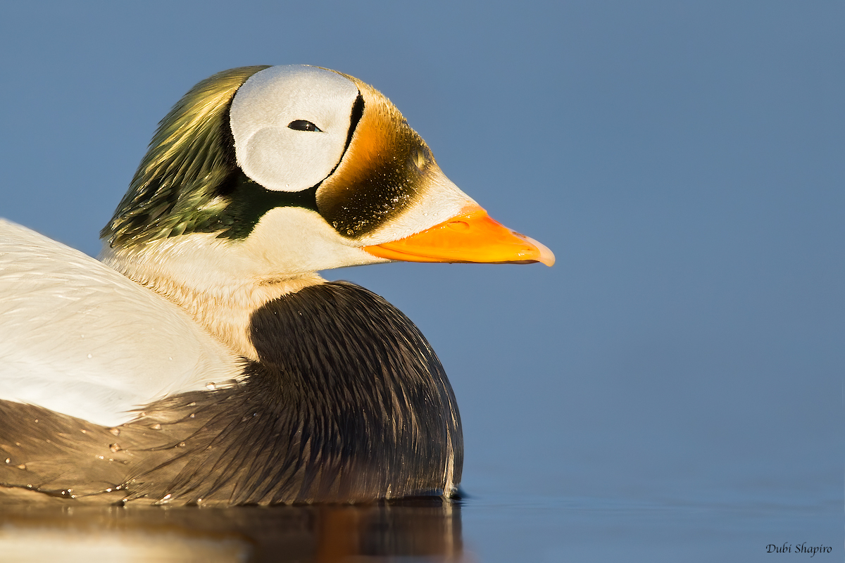 Spectacled Eider 