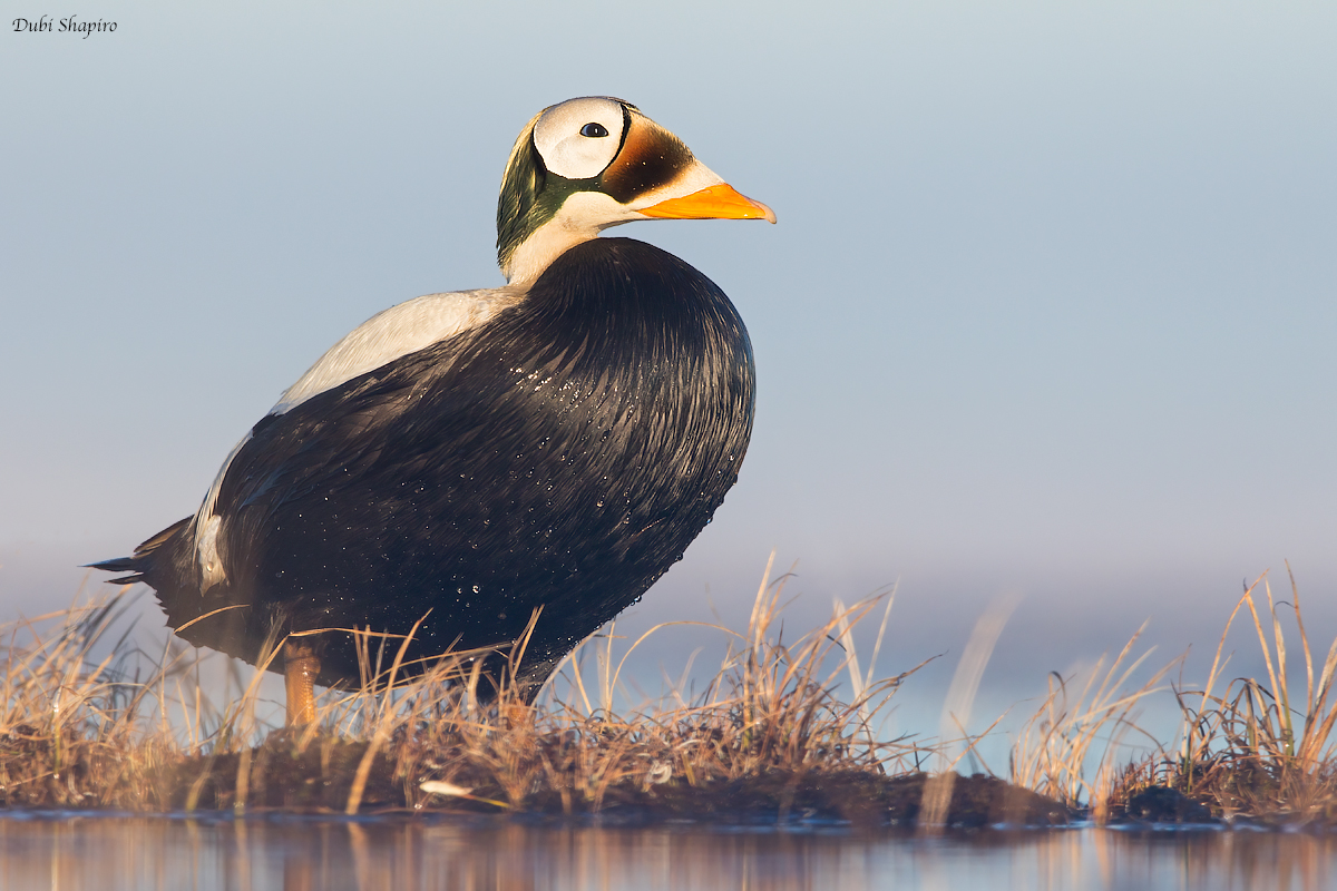 Spectacled Eider 