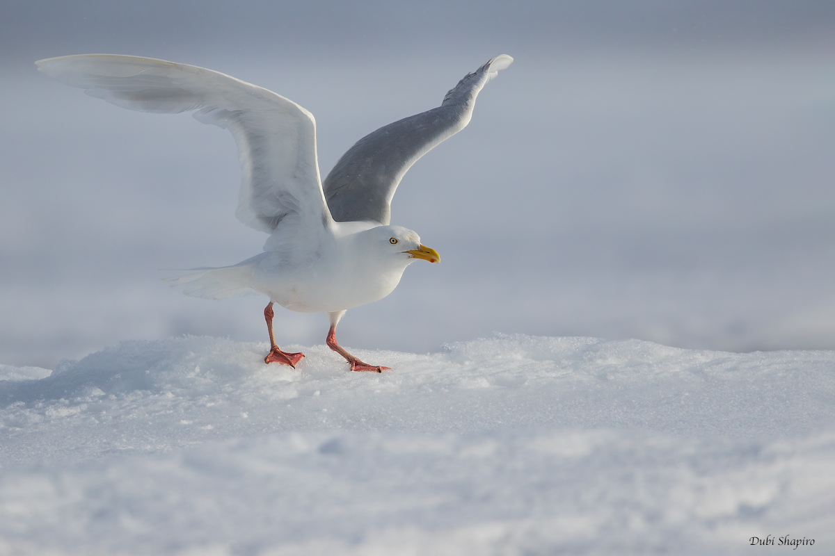 Glaucous Gull 