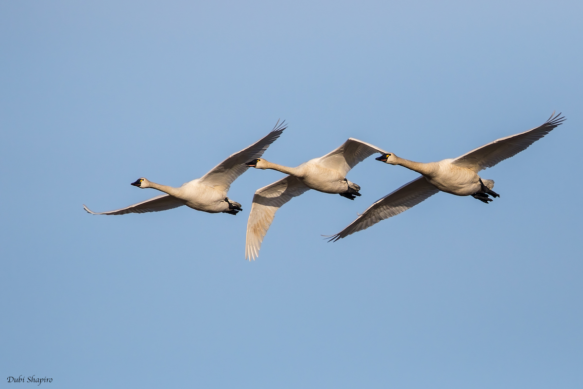 Tundra Swan 