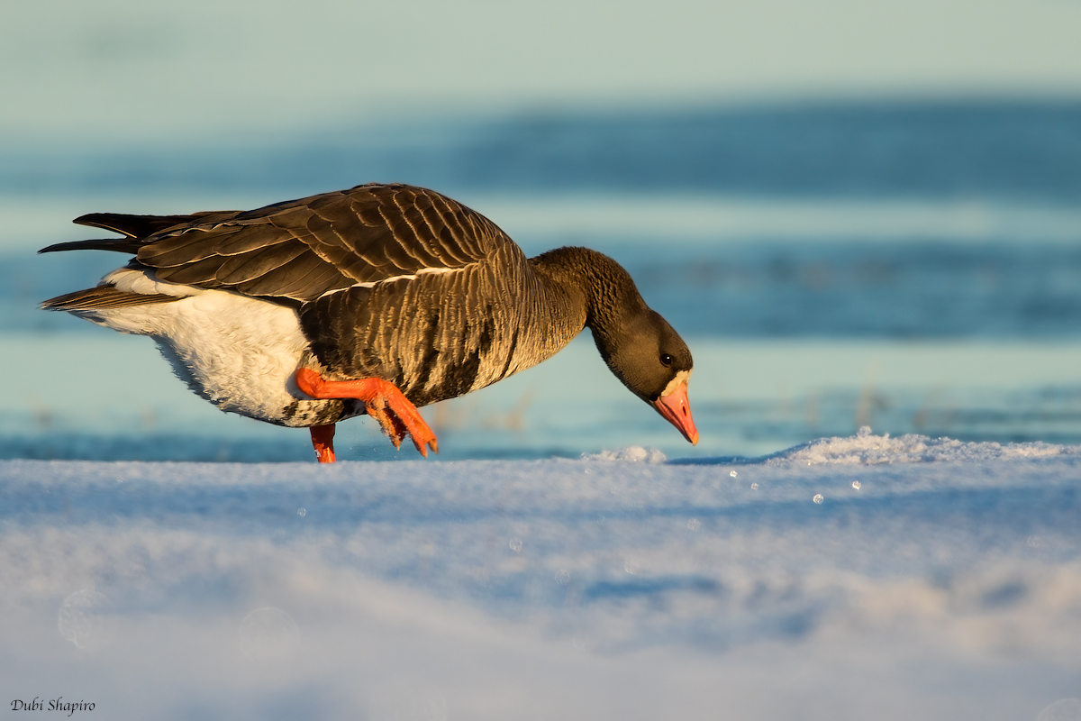 Greater White-fronted Goose