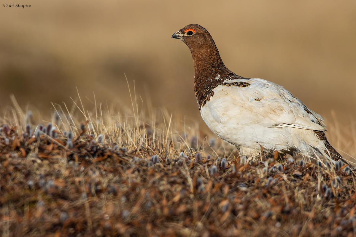 Willow Grouse