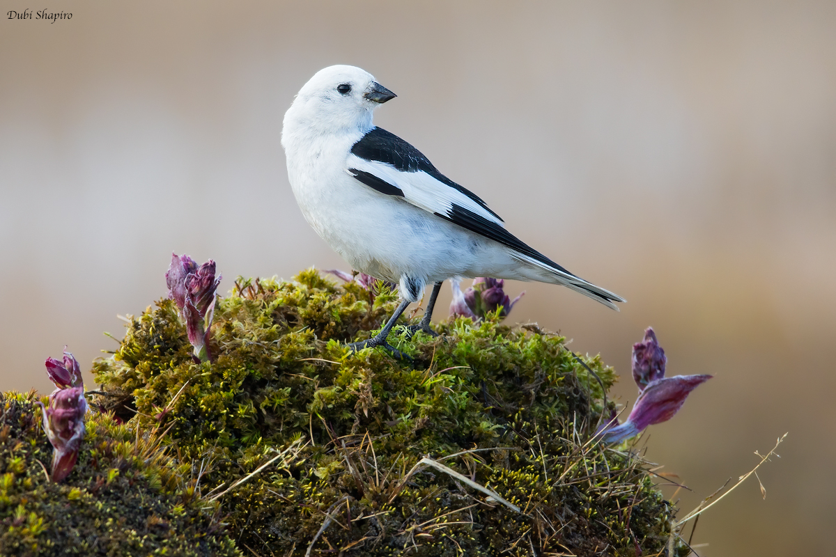 Snow Bunting 