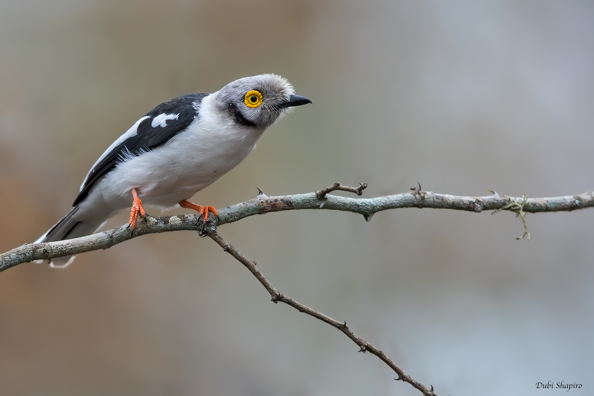 White-crested Helmetshrike