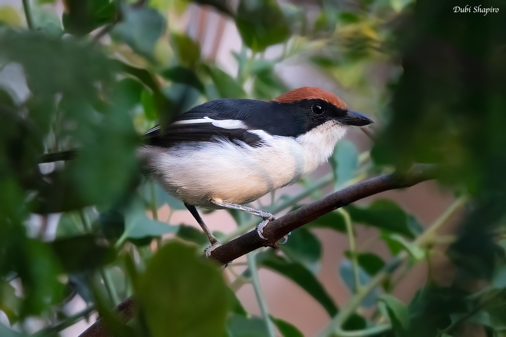 Gabela Bushshrike 