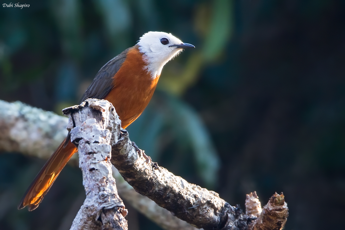 White-headed Robin-Chat 