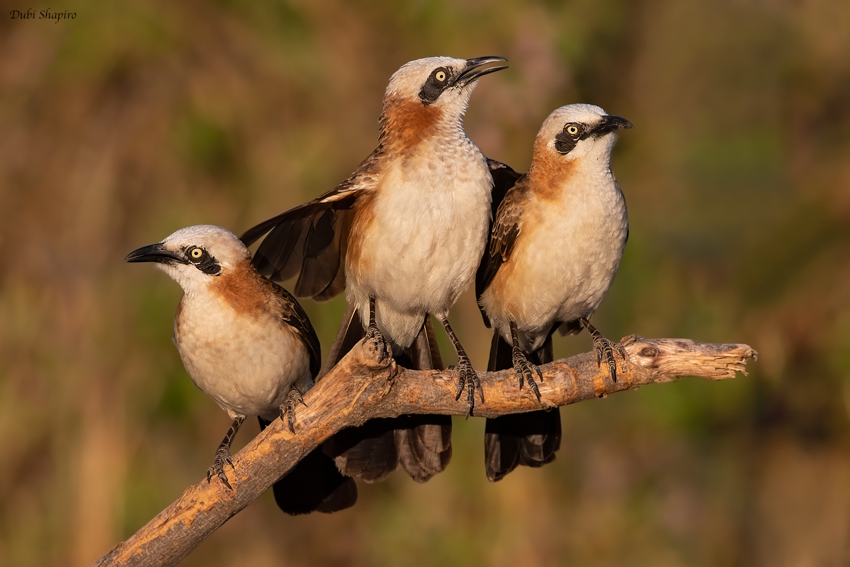 Bare-cheeked Babbler