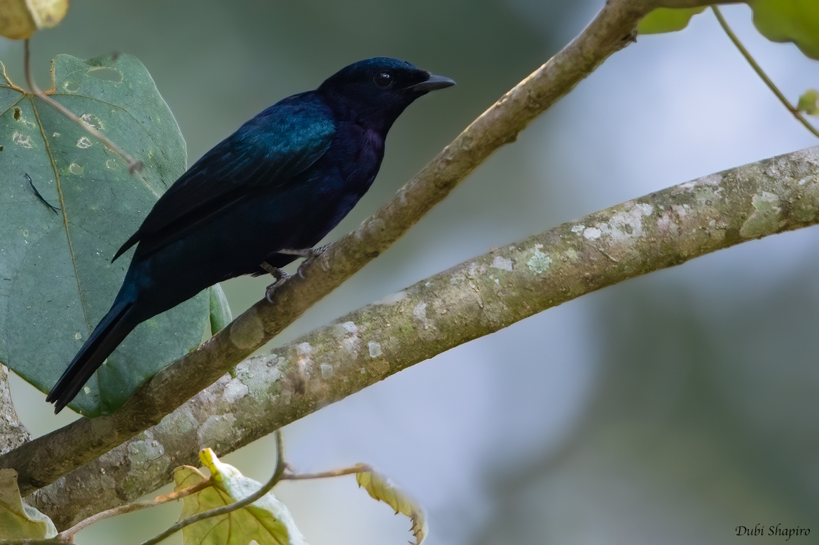 Purple-throated Cuckooshrike 