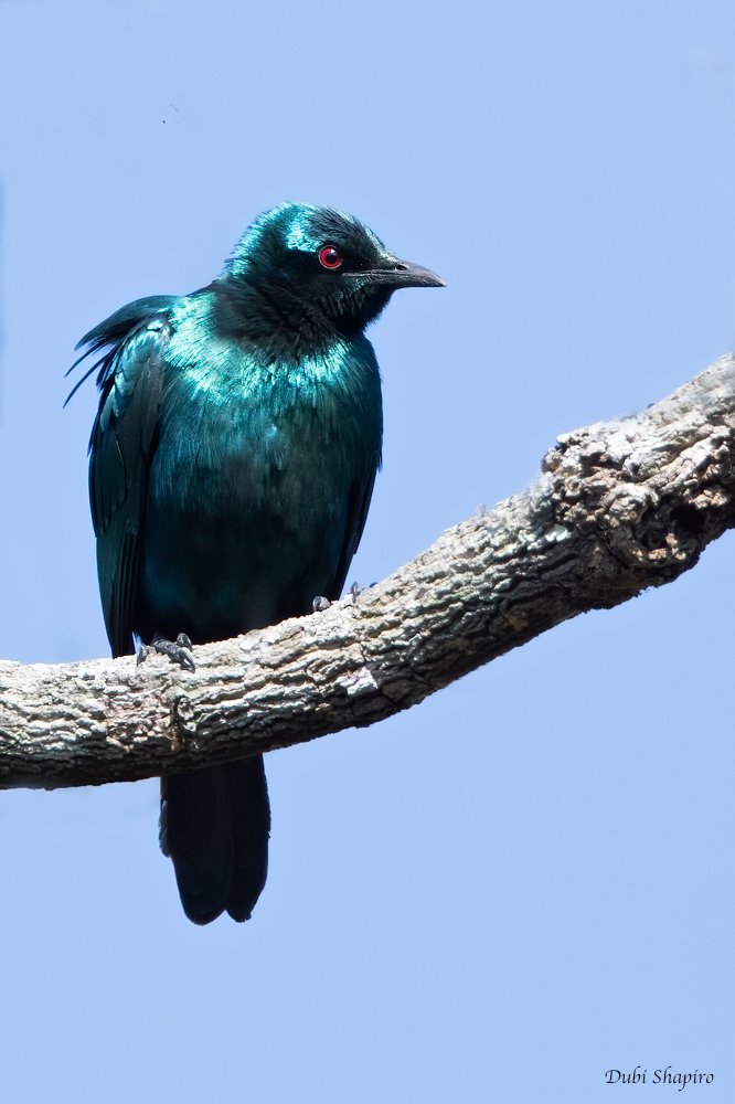 Sharp-tailed Starling 