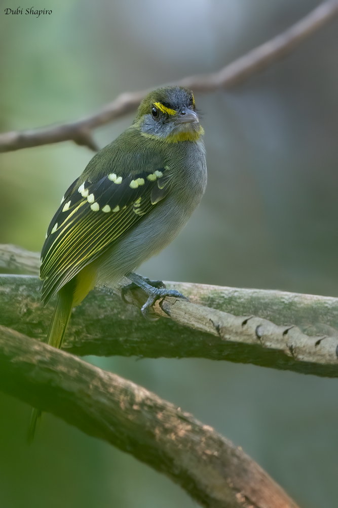 Yellow-throated Nicator