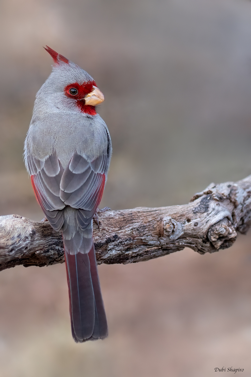 Pyrrhuloxia