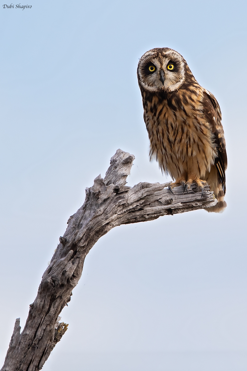 Short-eared Owl