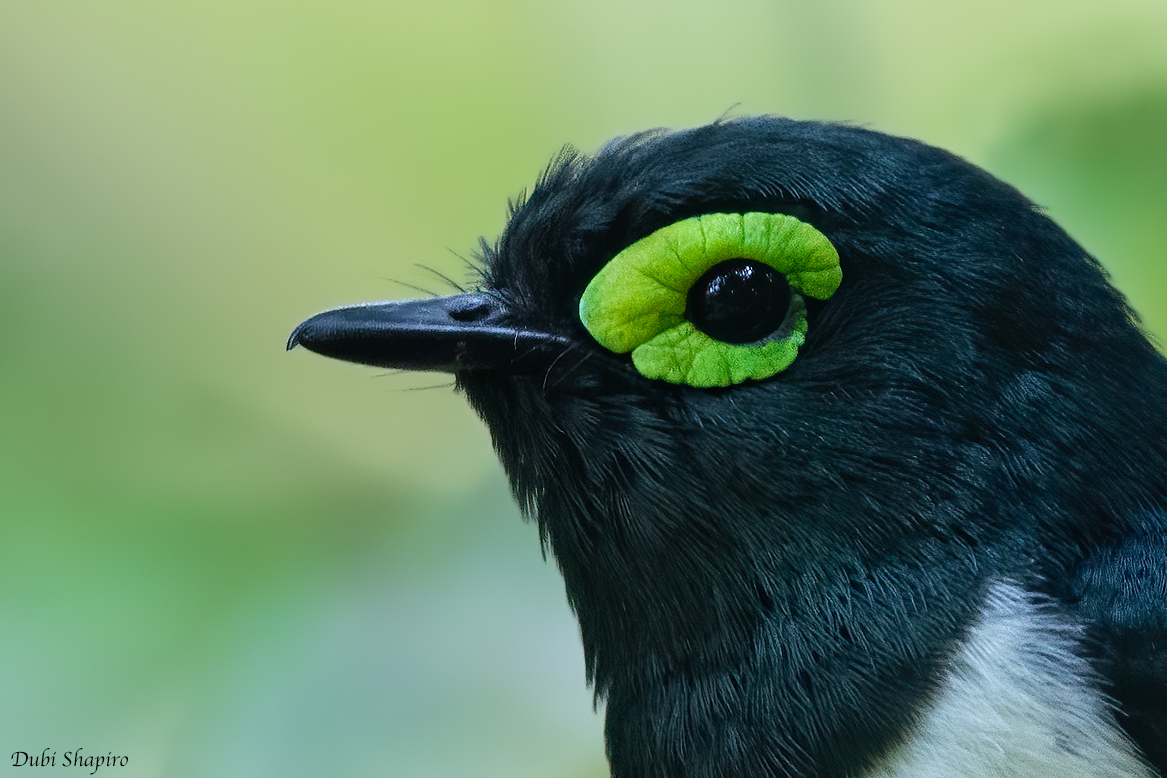 Black-necked Wattle-eye 