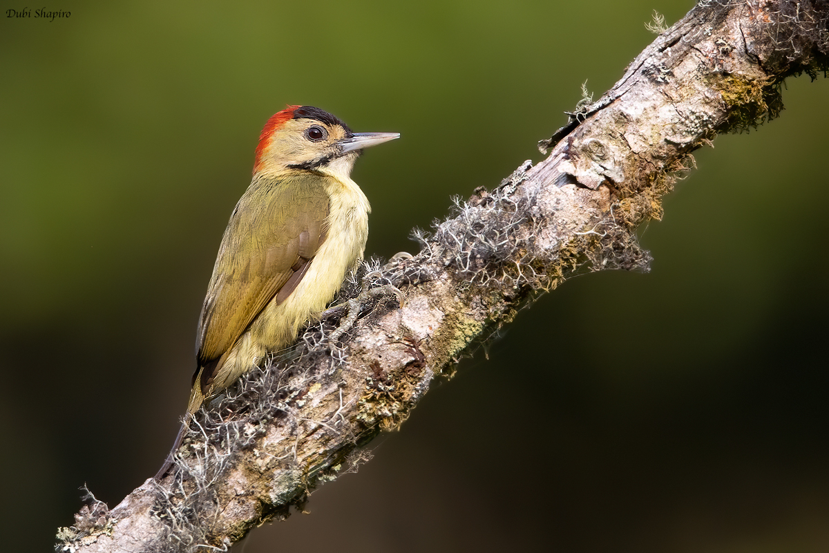 Johnstons Woodpecker