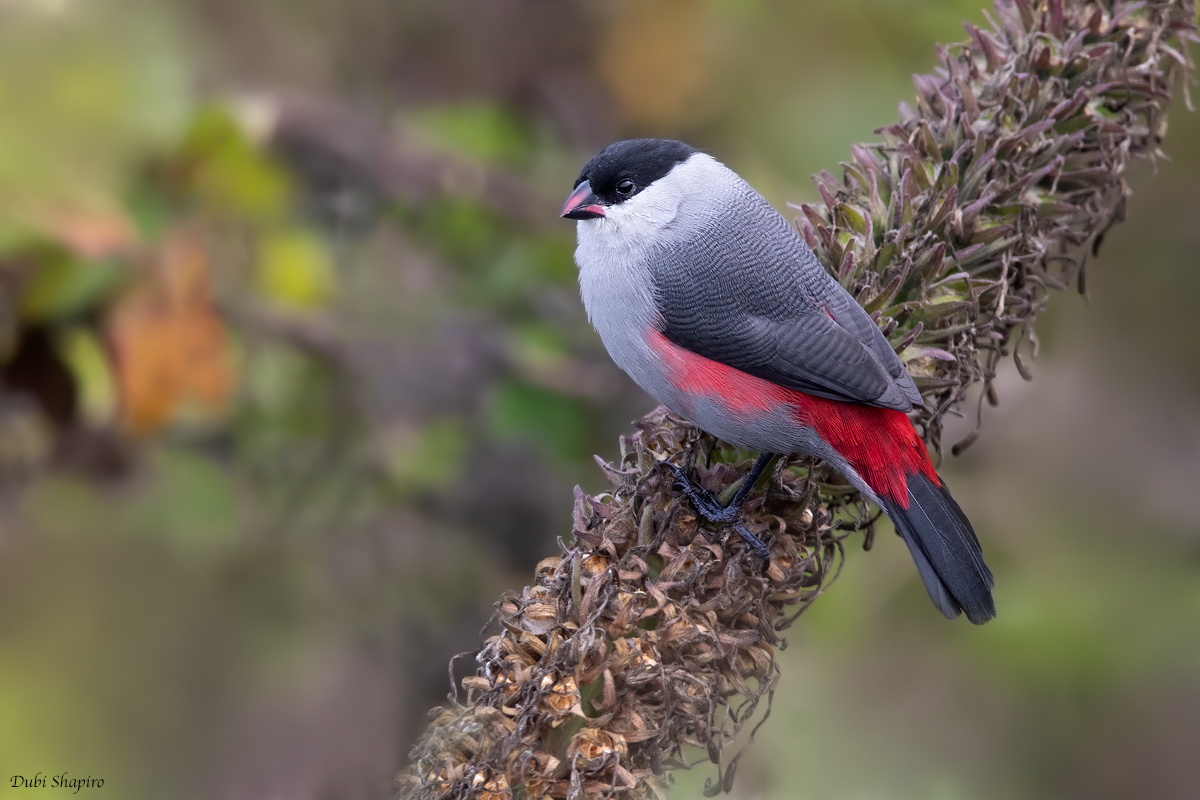 Black-crowned Waxbill