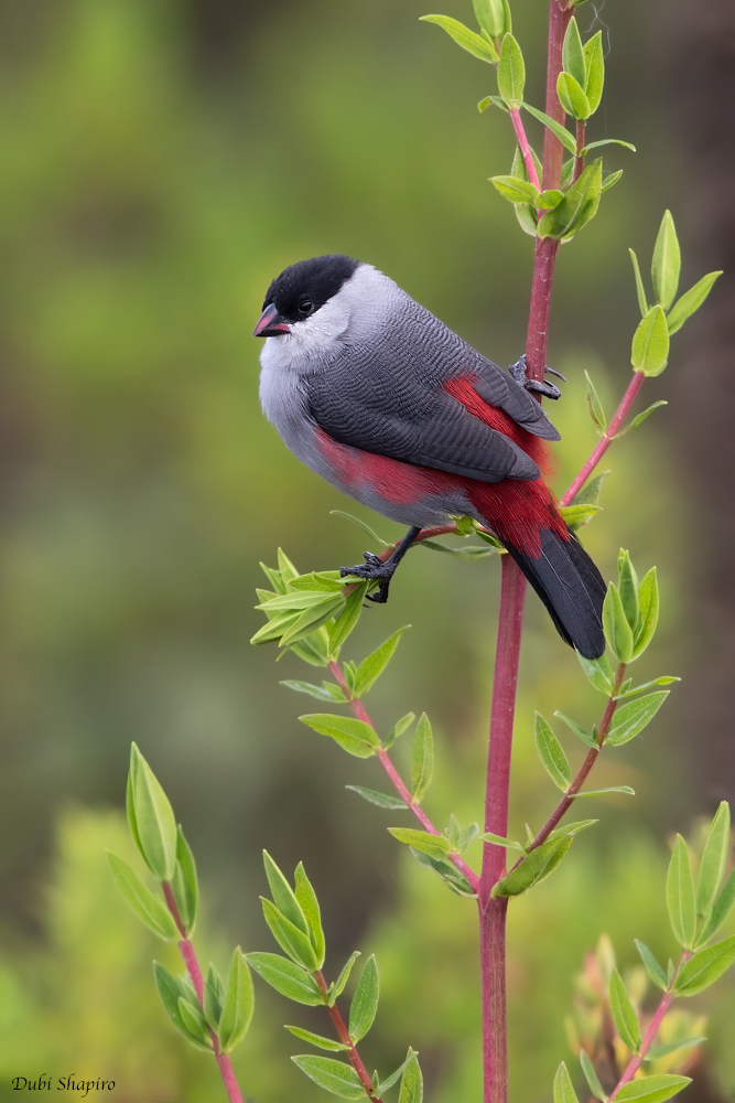 Black-crowned Waxbill 