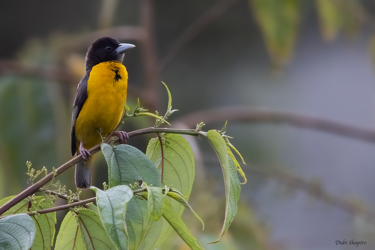 Dark-backed Weaver 