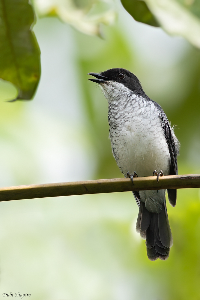 African Forest-flycatcher 