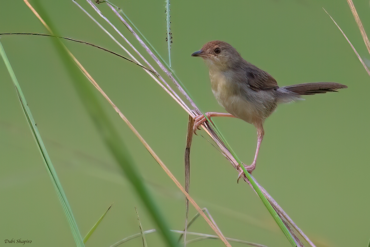 Chattering Cisticola