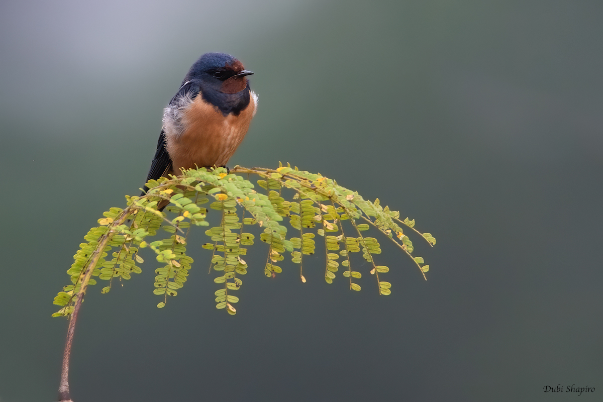 Barn Swallow