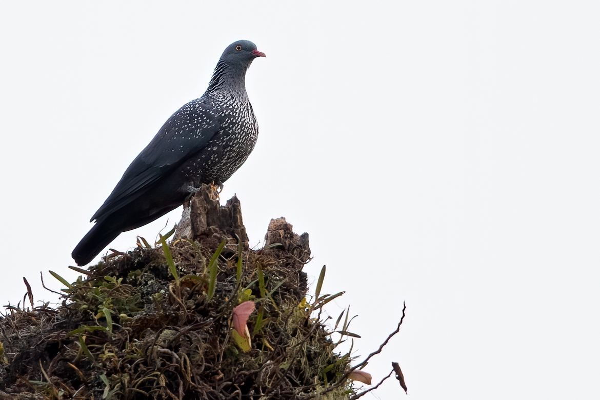 Cameroon Olive-pigeon