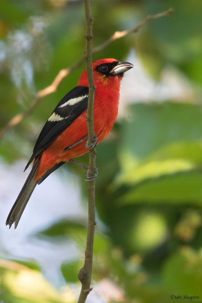 White-winged Tanager 