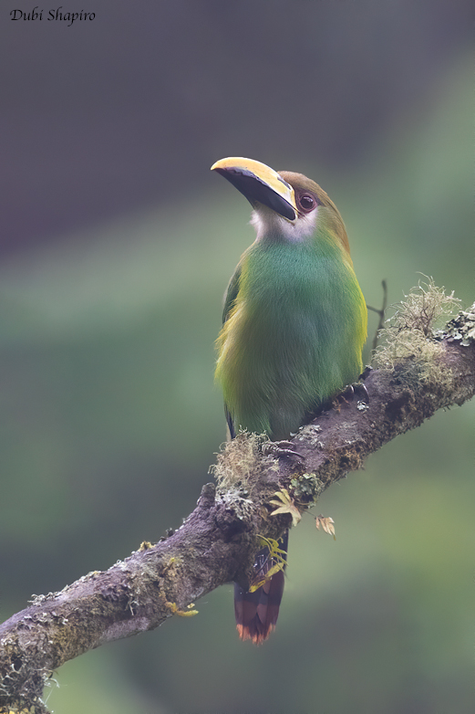 Emerald( Northern) Toucanet