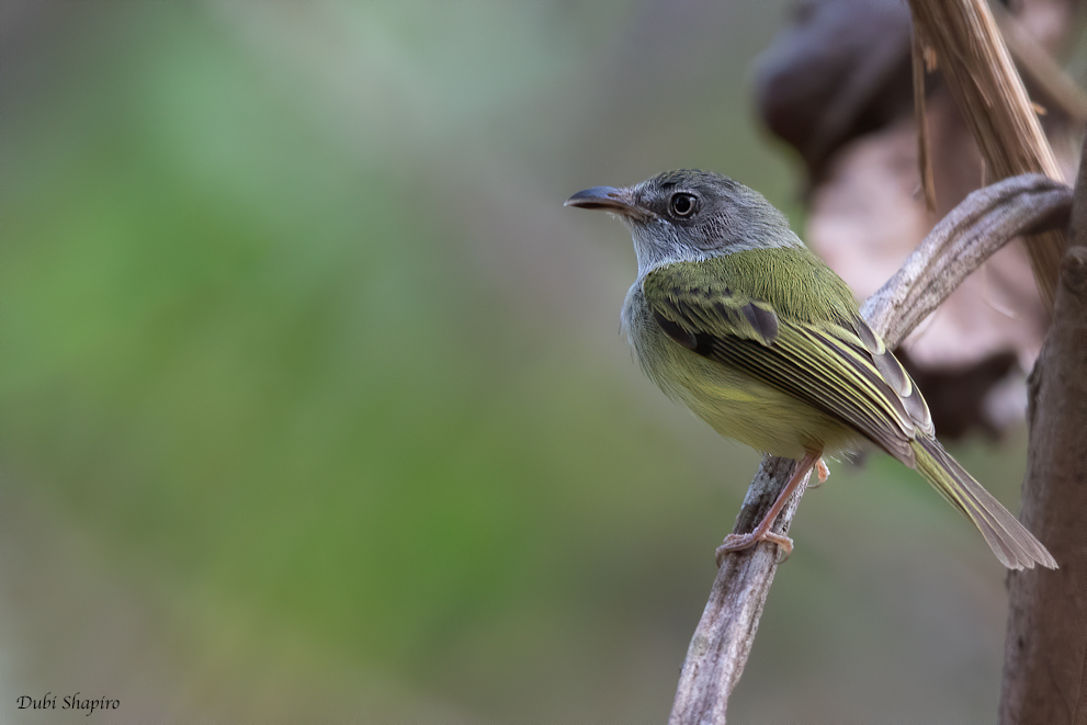 Northern Bentbill 