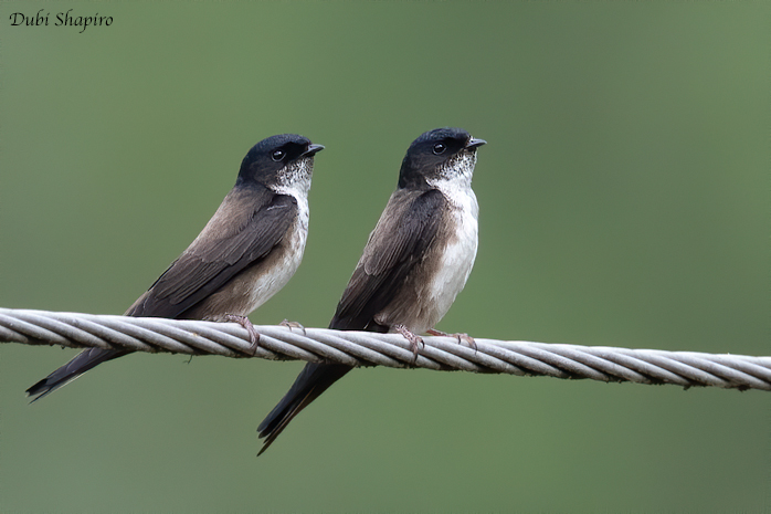 Black-capped Swallow 