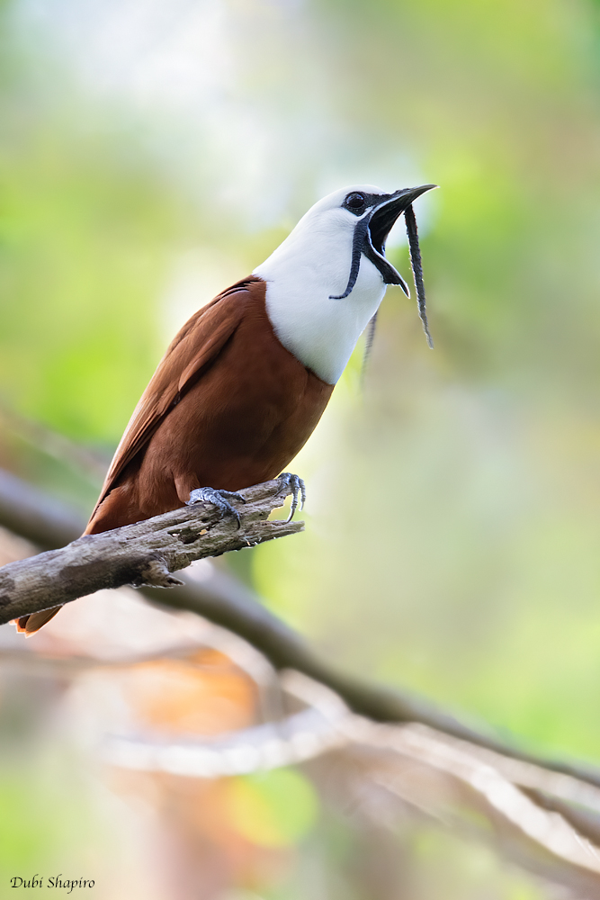 Three-wattled Bellbird (Cotingas)