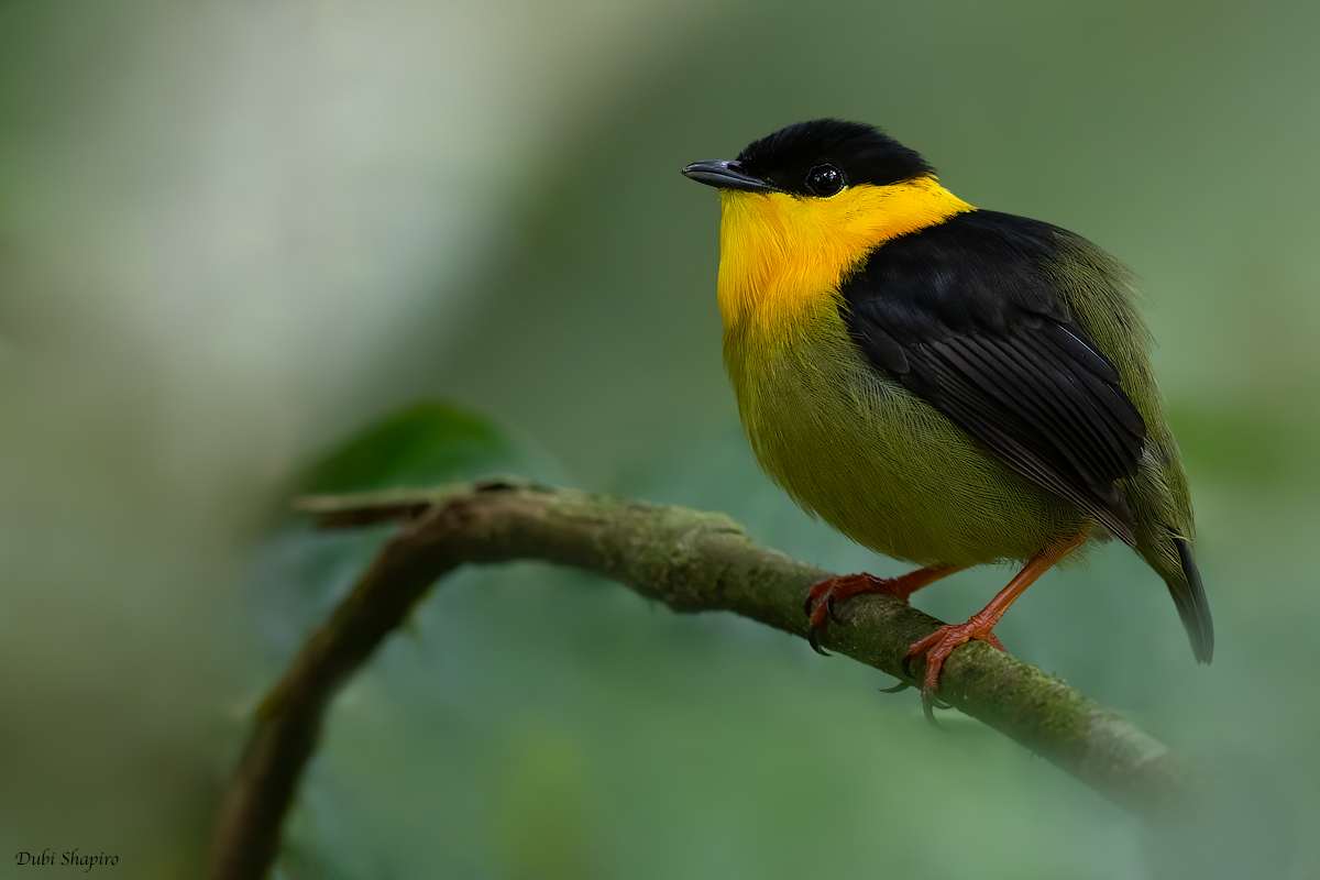 Golden-collared Manakin
