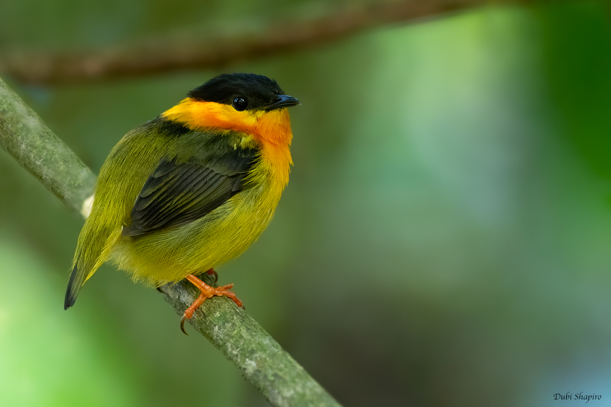 Orange-collared Manakin