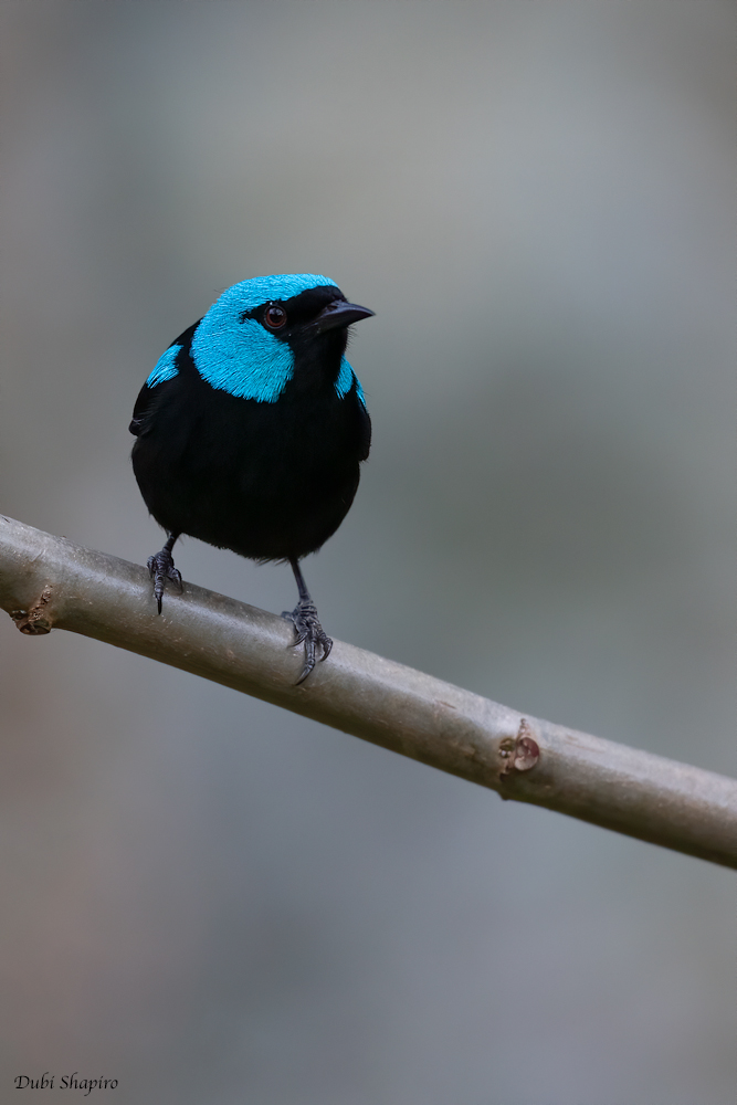 Scarlet-thighed Dacnis 