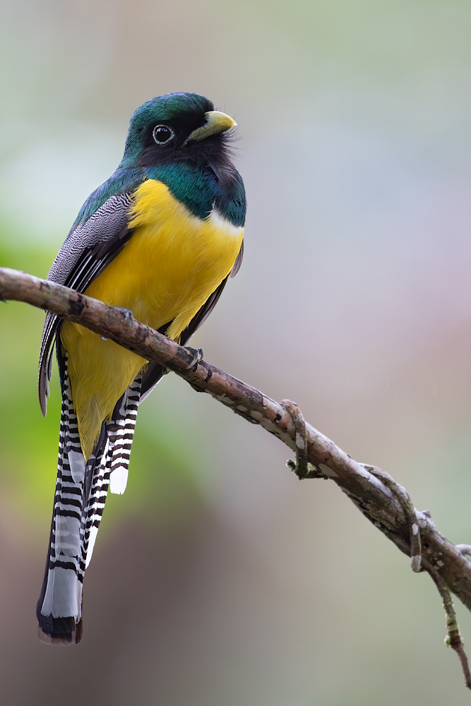 Black-throated Trogon